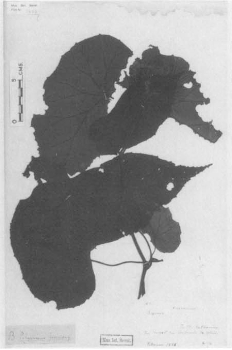 B. pilgeriana